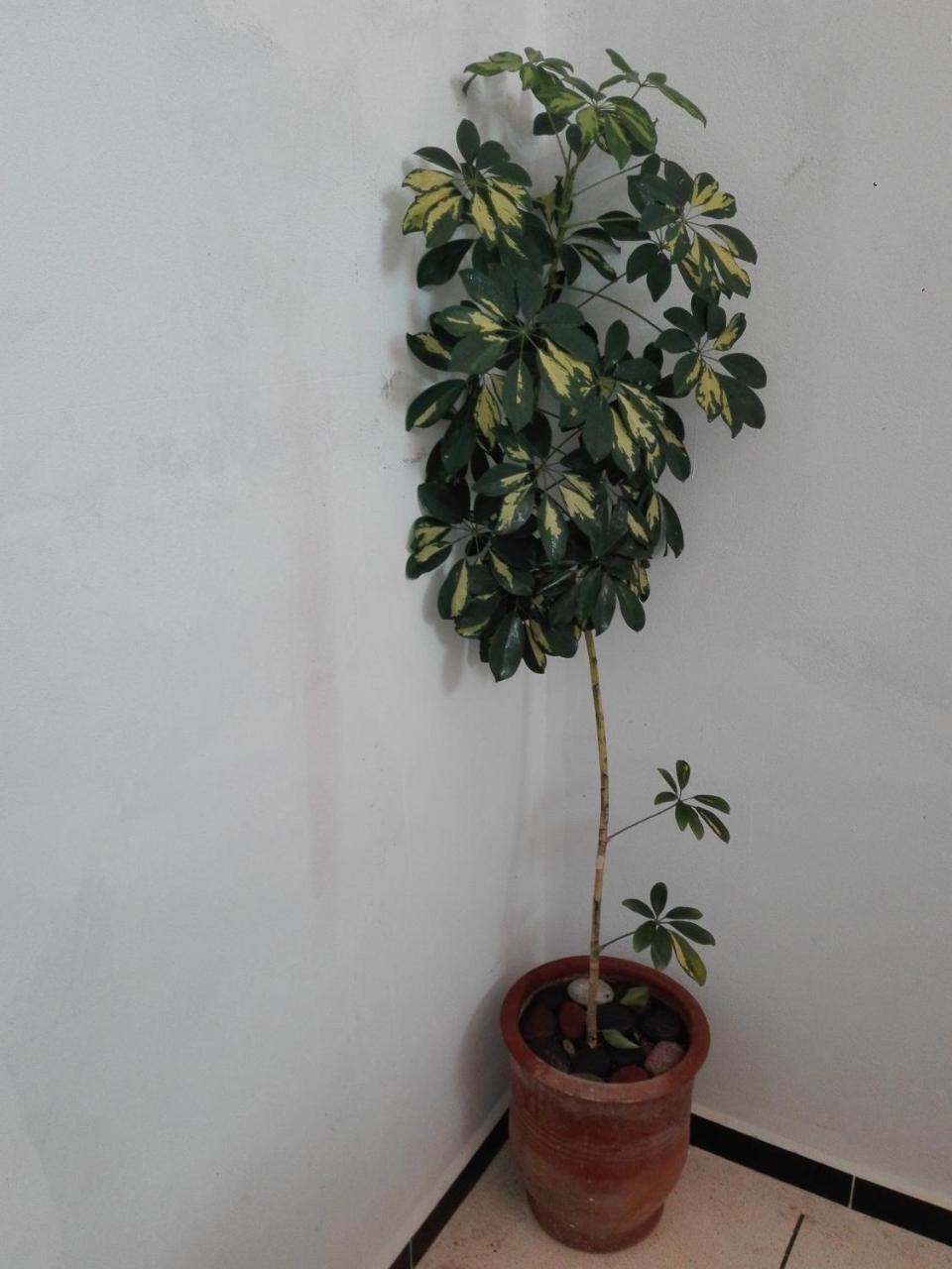 Asklou Appartement A Mirleft Dış mekan fotoğraf